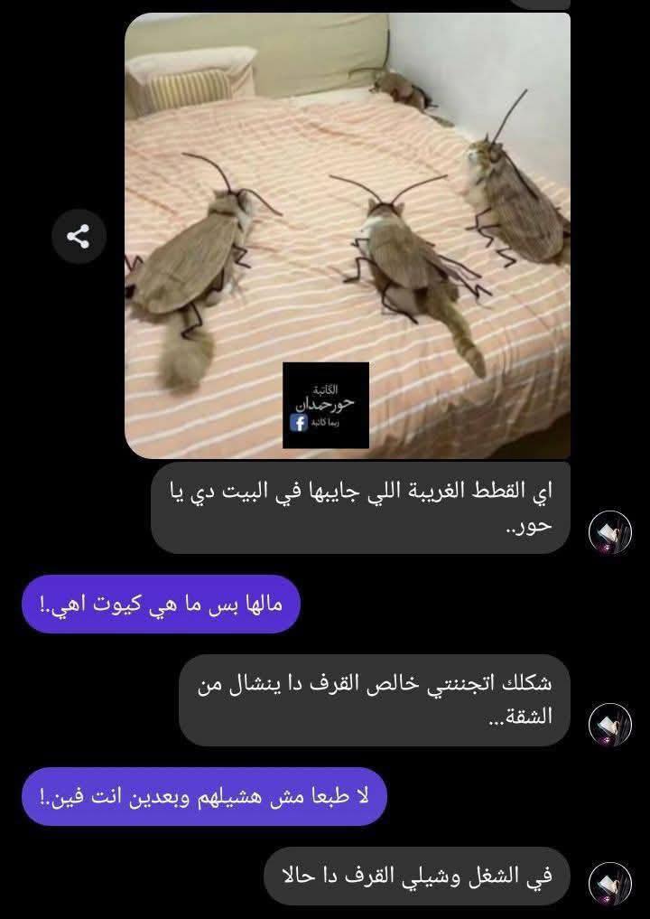 لعڼة القطط حكاوي كاتبة بقلم حور حمدان