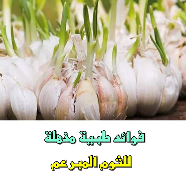 المنافع الصحية للثوم المبرعم